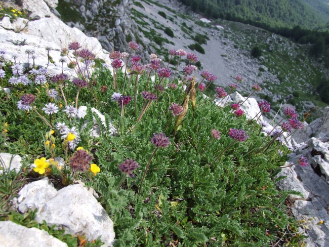 Anthyllis montana ssp. atropurpurea  / Vulneraria montana